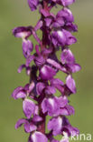 Mannetjesorchis (Orchis mascula) 