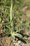 Mannetjesorchis (Orchis mascula) 