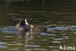 Common Coot (Fulica atra)