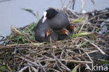 Meerkoet (Fulica atra)