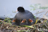 Meerkoet (Fulica atra)