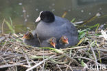 Meerkoet (Fulica atra)