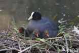 Meerkoet (Fulica atra)