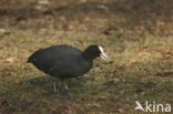 Common Coot (Fulica atra)