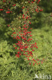 Hawthorn (Crataegus )