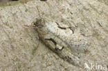 Meidoornplatlijf (Semioscopis steinkellneriana)