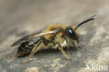 Meidoornzandbij (Andrena carantonica)