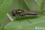 Hoverfly (Platycheirus albimanus)