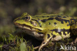 Middelste groene kikker (Rana klepton esculenta