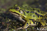 Edible Frog (Rana klepton esculenta