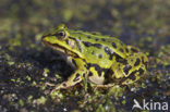 Edible Frog (Rana klepton esculenta