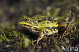 Edible Frog (Rana klepton esculenta