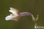 Moeraswespenorchis (Epipactis palustris) 