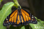 monarch butterfly (Danaus plexippus)