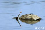 Moorse beekschildpad (Mauremys leprosa)