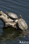 Moorse beekschildpad (Mauremys leprosa)