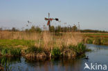 Nieuwkoopse Plassen