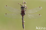Northern White-faced darter (Leucorrhinia rubicunda)