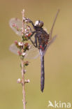 Northern White-faced darter (Leucorrhinia rubicunda)