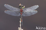 Northern White-faced darter (Leucorrhinia rubicunda)