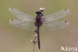 Northern White-faced darter (Leucorrhinia rubicunda)
