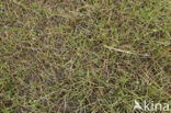 Shoreweed (Littorella uniflora)