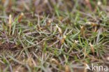 Oeverkruid (Littorella uniflora) 