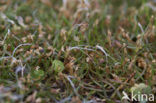 Shoreweed (Littorella uniflora)