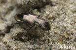 Notiophilus substriatus