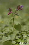 Ongevlekt Longkruid (Pulmonaria obscura)