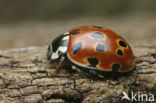 Oogvleklieveheersbeestje (Anatis ocellata)