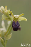 Ophrys fusca subsp. minima