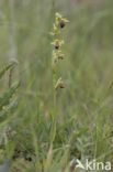 Ophrys fusca subsp. minima