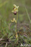 Ophrys fusca subsp. vasconica