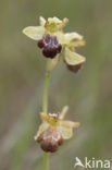 Ophrys fusca subsp. vasconica