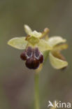Ophrys fusca subsp. vasconica