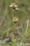 Ophrys fusca subsp. vasconica