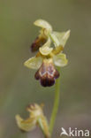 Ophrys fusca subsp. vasconica