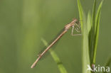 Orange White-legged Damselfly (Platycnemis acutipennis )