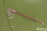 Oranje breedscheenjuffer (Platycnemis acutipennis )