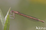 Oranje breedscheenjuffer (Platycnemis acutipennis )