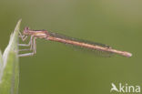 Oranje breedscheenjuffer (Platycnemis acutipennis )