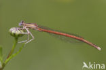 Oranje breedscheenjuffer (Platycnemis acutipennis )