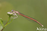 Oranje breedscheenjuffer (Platycnemis acutipennis )