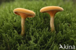 Oranje melkzwam (Lactarius mitissimus)