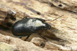 Amara ovata