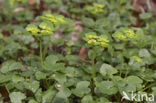 Opposite-leaved Golden Saxifrage (Chrysosplenium oppositifolium)