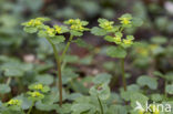 Paarbladig goudveil (Chrysosplenium oppositifolium)