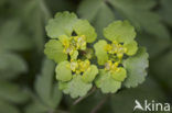 Opposite-leaved Golden Saxifrage (Chrysosplenium oppositifolium)