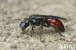 Sphecodes gibbus